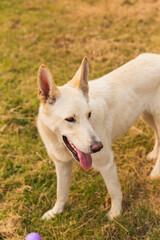 Naklejka na ściany i meble Cute, young, white Shepard dog in grass