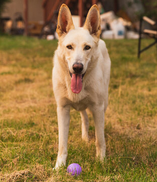 Cute, young, white Shepard dog with ball