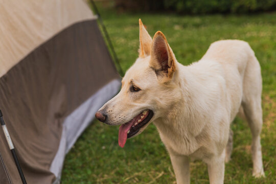 Cute white Shepard dog on grass near a tent
