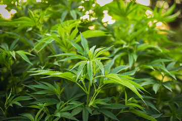 Leaves of cannabis sativa plant