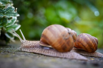 snails in the garden