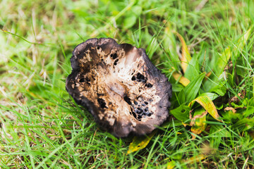 Mushroom in grass - Powered by Adobe