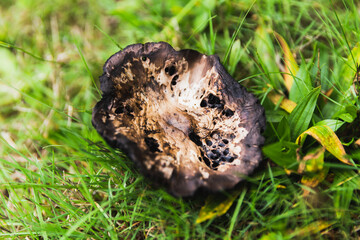 Decomposing mushroom