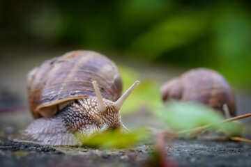 snails in the garden