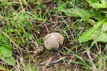 Mushroom growing in grass