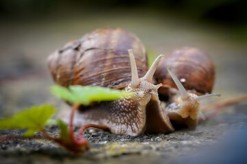 snails in the garden