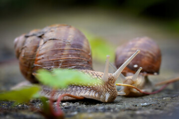snails in the garden