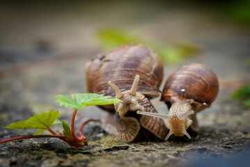 close up of a snail