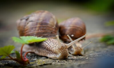 snails in the garden