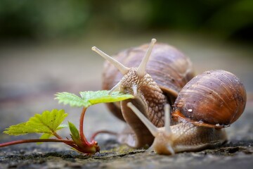 snails in the garden