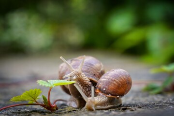 snails in the garden