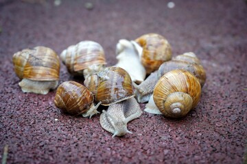 group of snails