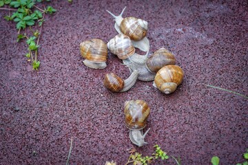 group of snails