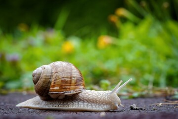 snail in the grass