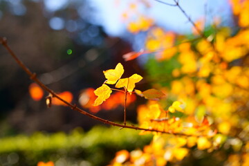 紅葉の小松寺（千葉県）
