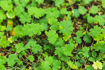 Green plant leaves with water droplets