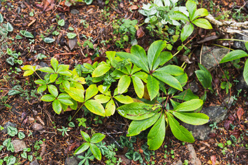 Hellebore leaves before blooms