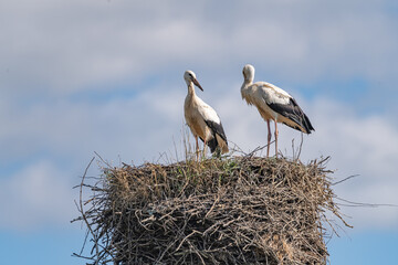 Storks in the nest against the sky. close-up photographed with a telephoto lens.