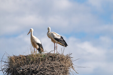 Storks in the nest against the sky. close-up photographed with a telephoto lens.