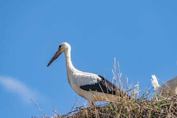 Storks in the nest against the sky. close-up photographed with a telephoto lens.