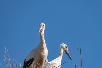 Storks in the nest against the sky. close-up photographed with a telephoto lens.