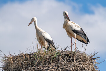 Storks in the nest against the sky. close-up photographed with a telephoto lens.