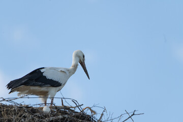 Storks in the nest against the sky. close-up photographed with a telephoto lens.