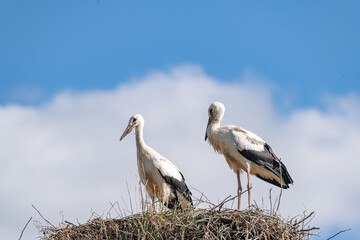 Storks in the nest against the sky. close-up photographed with a telephoto lens.