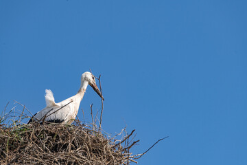 Storks in the nest against the sky. close-up photographed with a telephoto lens.