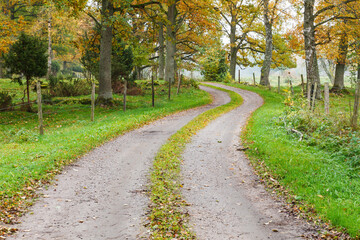 Fototapeta na wymiar Winding dirt road in a oak woodland