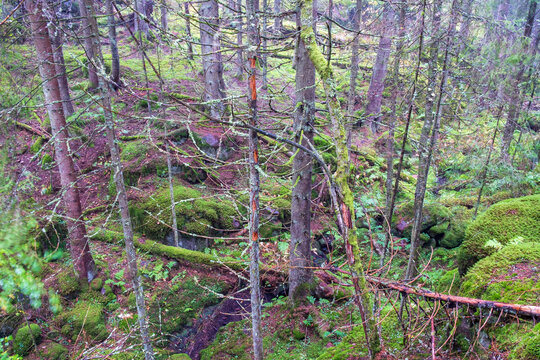 Coniferous Forest Ravine From A High Angle