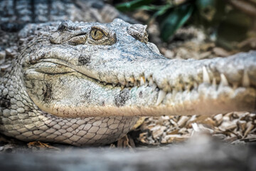 Obraz premium alligator head