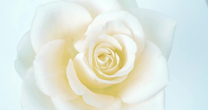 time lapse of soft white rose blooming