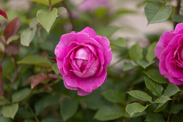 フォーランマリア
