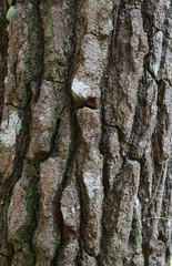 mossy pine bark fiber