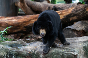 Malayan Sun Bear walking in the forest.