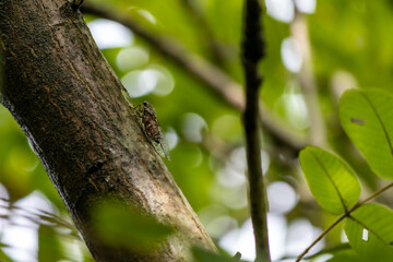 ツクツクボウシ蝉の昼間の大合唱