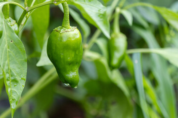 家庭菜園で栽培したピーマン