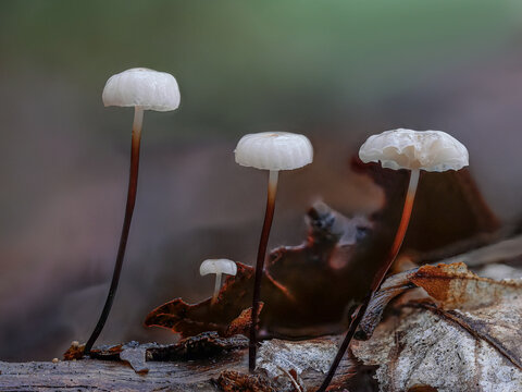 Aderbl&auml;ttriger Schwindling (MARASMIUS EPIPHYLLUS)