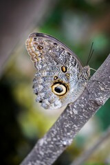 butterfly on leaf