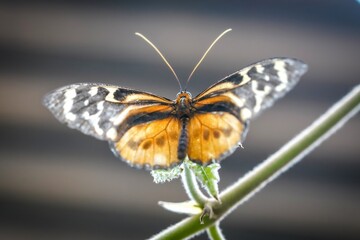 Obraz premium butterfly on leaf