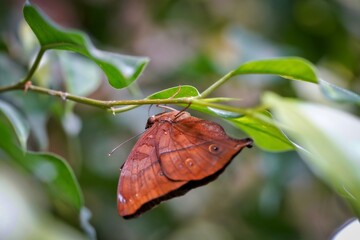 butterfly on leaf