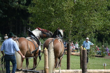 Zwei Kaltblutpferde bei einem Holzr&uuml;ckewettbewerb