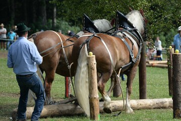 Zwei Kaltblutpferde bei einem Holzr&uuml;ckewettbewerb