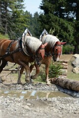 Zwei Kaltblutpferde bei einem Holzr&uuml;ckewettbewerb