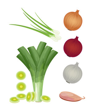 Onion in assortment: shallot, chives, leek, red, white and yellow onion, vector illustration isolated on white background