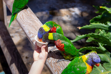 A view of a hand holding cup of sugar water, feeding some lorikeets, seen at a local zoo.