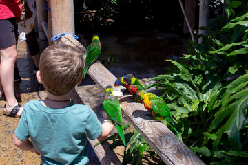 A view of a hand holding cup of sugar water, feeding some lorikeets, seen at the Long Beach Aquarium. - obrazy, fototapety, plakaty