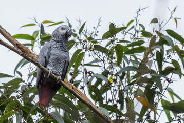 African Grey Parrot - Psittacus erithacus, beautiful large parrot from Central Africa forests and woodlands, popular pet, Uganda.