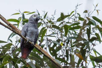 African Grey Parrot - Psittacus erithacus, beautiful large parrot from Central Africa forests and...
